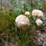 Eriophorum