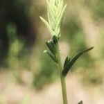 Linaria arenaria Blad