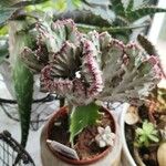 Euphorbia lactea Folha