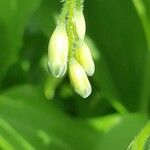 Polygonatum latifolium Blomma