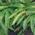 Dryopteris sieboldii Leaf