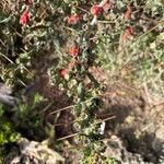 Cylindropuntia leptocaulis Лист