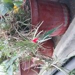 Tillandsia albertianaКветка