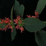 Colquhounia coccinea Hábito