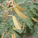 Caesalpinia gilliesii Fruto