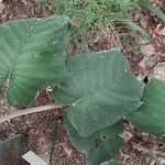 Argyreia nervosa Leaf