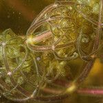 Utricularia purpurea Fruto