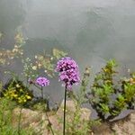 Verbena bonariensisFlor