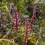 Dudleya farinosa عادت داشتن