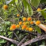 Gurania makoyana Fruit