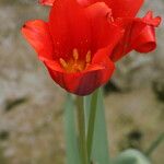 Tulipa vvedenskyi Flor
