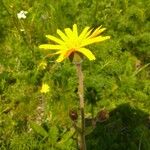 Arnica montana Квітка