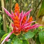 Aphelandra sinclairiana Blüte