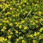 Trifolium dubium Květ