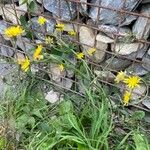 Crepis biennis 整株植物