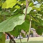 Catalpa ovata ഇല