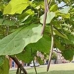 Catalpa ovata Liść