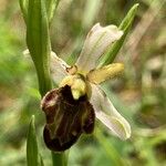 Ophrys × nouletii Цветок