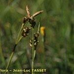 Carex liparocarpos Flor