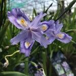 Iris japonica Virág