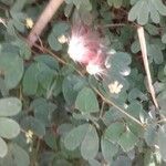 Calliandra tergemina Deilen