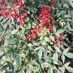 Nandina domestica Облик