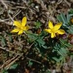 Hypericum linariifolium Habit