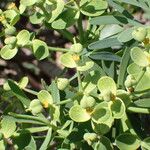 Euphorbia regis-jubae Frunză