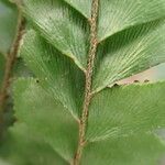 Adiantum hispidulum Blatt