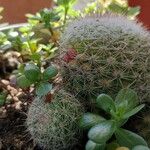 Mammillaria grahamii 樹皮