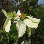 Mussaenda philippica Λουλούδι