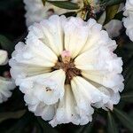 Rhododendron irroratum 花