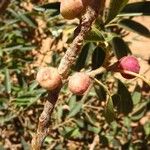 Ficus cordata Vrucht