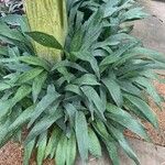 Aspidistra lurida Liść