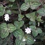 Anemone hepaticaFleur