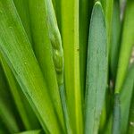 Leucojum aestivum Frunză