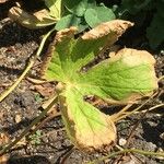 Sinopodophyllum hexandrum Leaf