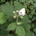 Rubus adscitus Flower