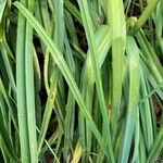 Kniphofia linearifolia Leaf