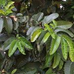 Treculia africana Folha