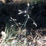 Deschampsia flexuosa Flower