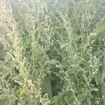 Chenopodium berlandieri Fruit