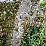 Acer palmatum Kora