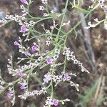 Limonium bellidifolium Fleur