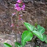 Desmodium incanum অভ্যাস