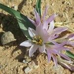 Colchicum ritchii Λουλούδι