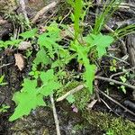 Lactuca biennis Foglia