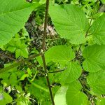 Aralia racemosa Bark