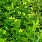 Hypericum × inodorum Habit