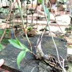 Eulophia euglossa Leaf